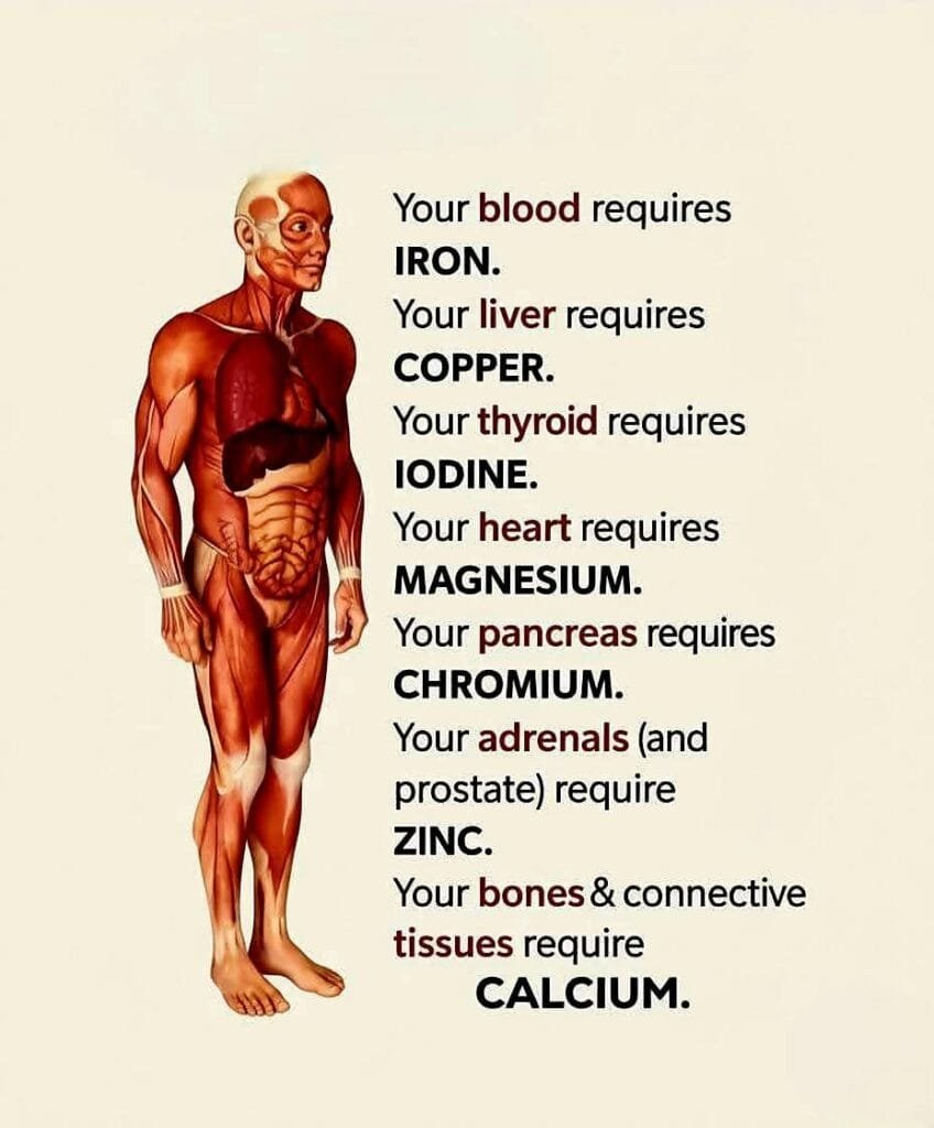 Minerals and the Body: What Each One Really Does 1 Minerals and the Body: What Each One Really Does