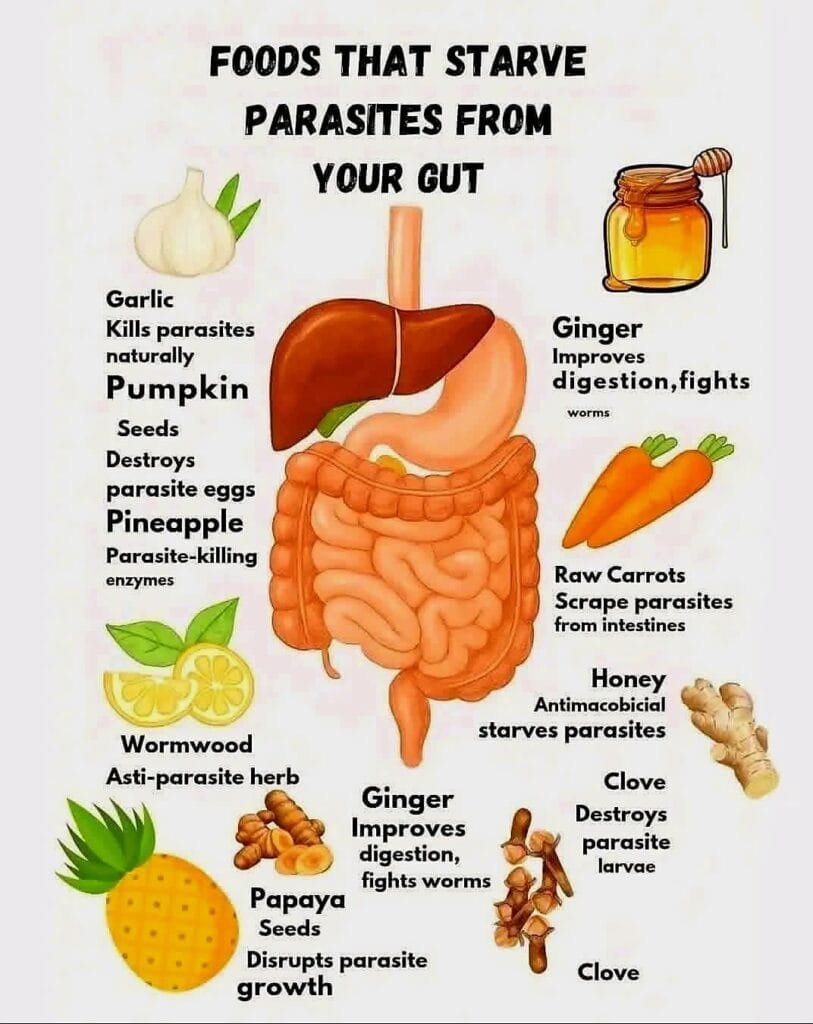 Foods That Help Reduce Parasites in the Gut 1 Foods That Help Reduce Parasites in the Gut