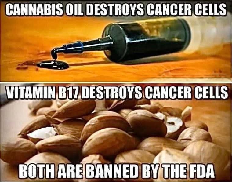 “Cannabis Oil & Vitamin B17 Destroy Cancer Cells 1 “Cannabis Oil & Vitamin B17 Destroy Cancer Cells