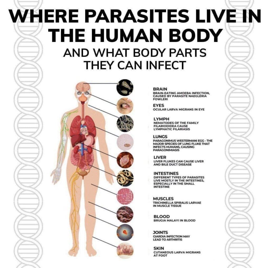 Where Parasites Live in the Human Body and What Body Parts They Can Infect