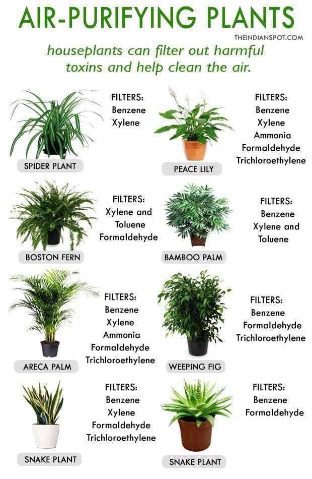 PLANTS MATTER.