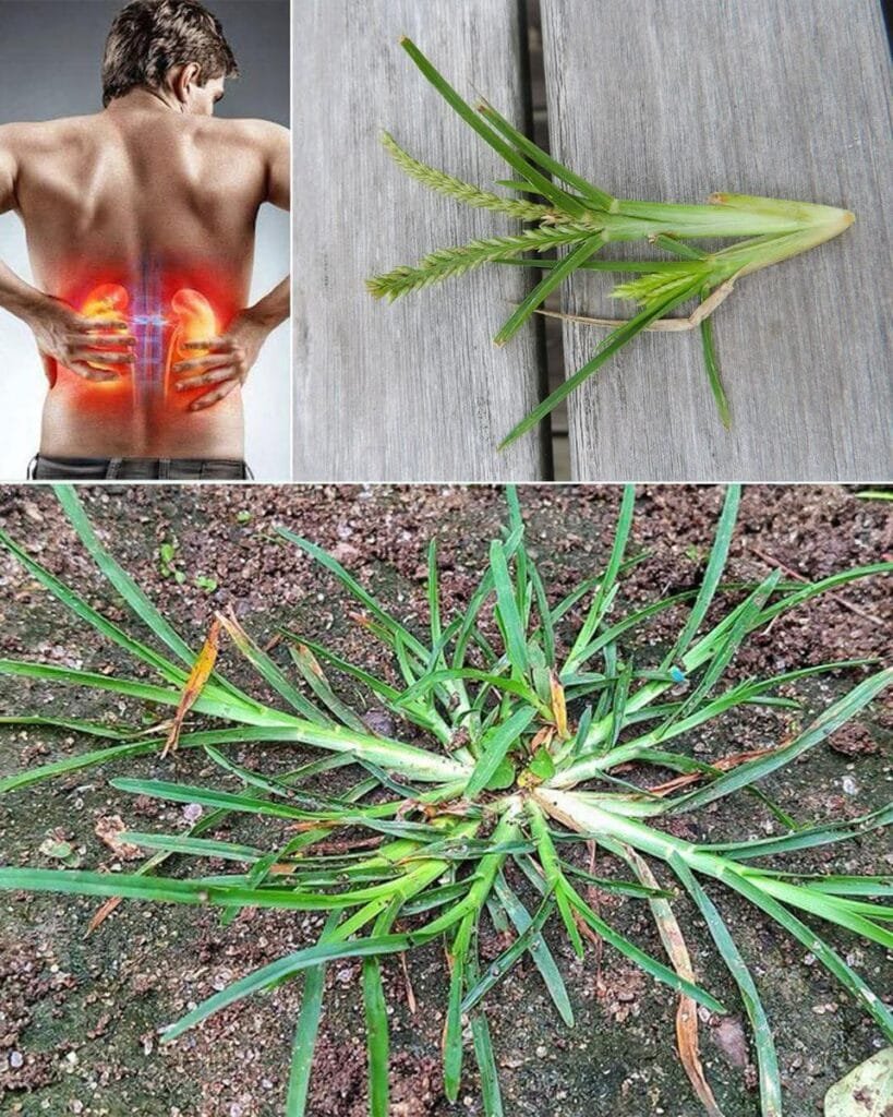 This Common Weed May Support Kidney Health Naturally 1 This Common Weed May Support Kidney Health Naturally
