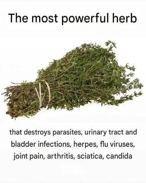 Thyme is a powerful and beneficial herb