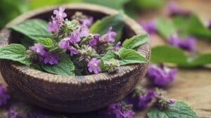 Purple Deadnettle Isn’t Just a Weed 2 Purple Deadnettle isnt just a weed