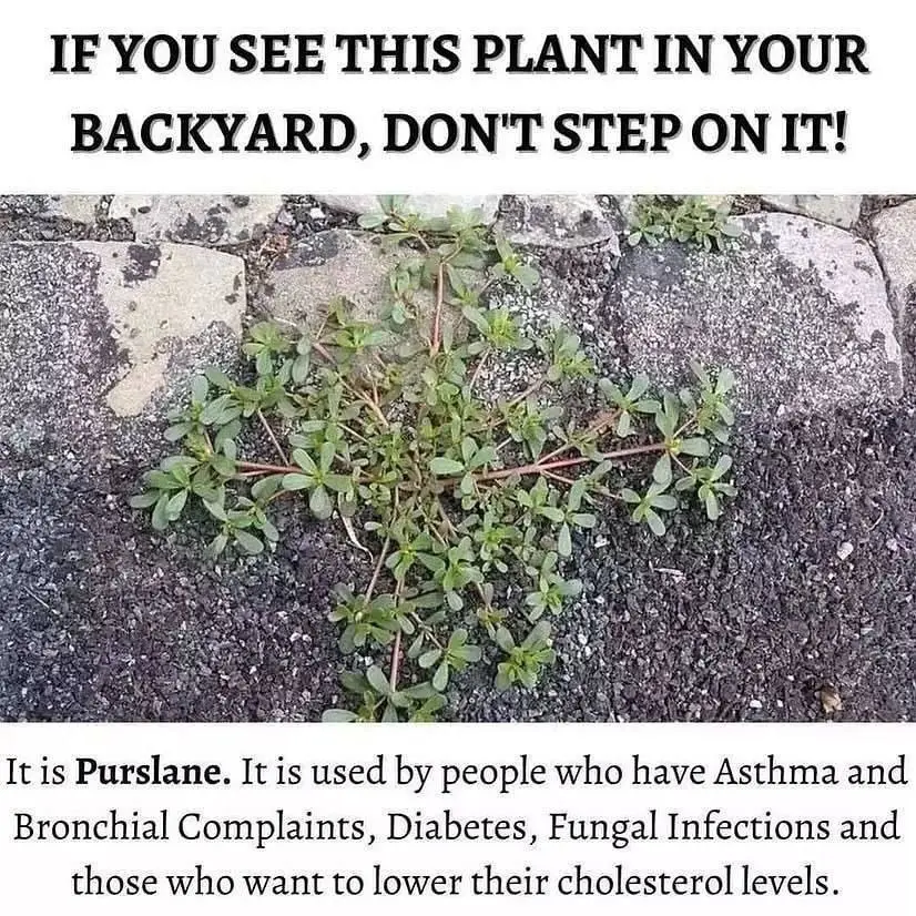 Purslane The Underappreciated Backyard Weed You Should Be Eating