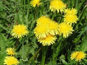 The-benefits-of-the-dandelion
